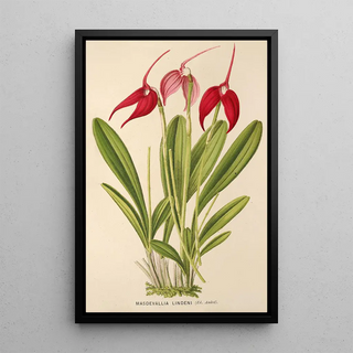 Masdevallia Lindeni - Charles Antoine Lemaire — framed artwork on a wall