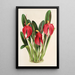 Reproduction of the painting Masdevallia Lindeni var Harryana - Charles Antoine Lemaire