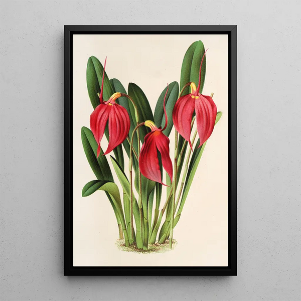 Reproduction of the painting Masdevallia Lindeni var Harryana - Charles Antoine Lemaire