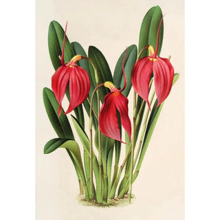 Reproduction of the painting Masdevallia Lindeni var Harryana - Charles Antoine Lemaire