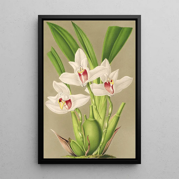 Reproduction of the painting Maxillaria grandiflora - Charles Antoine Lemaire