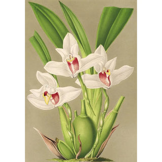 Reproduction of the painting Maxillaria grandiflora - Charles Antoine Lemaire