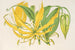 Methonica grandiflora - Charles Antoine Lemaire — artwork view