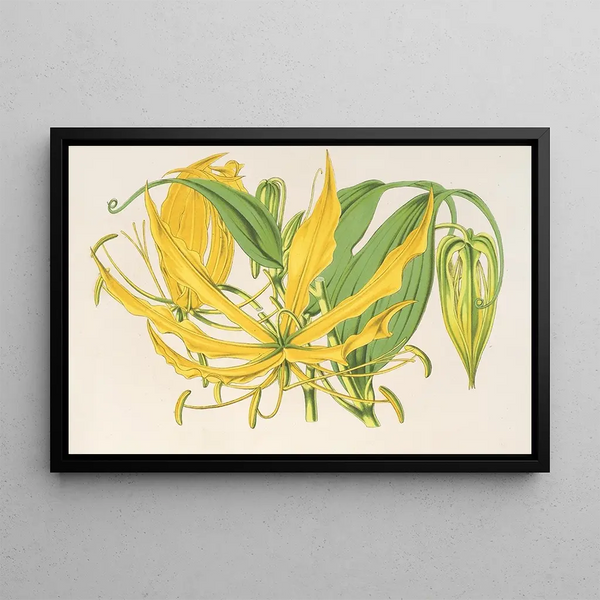 Methonica grandiflora - Charles Antoine Lemaire — framed artwork on a wall