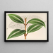 Miconia pulverulenta v trifasciata - Charles Antoine Lemaire — framed artwork on a wall