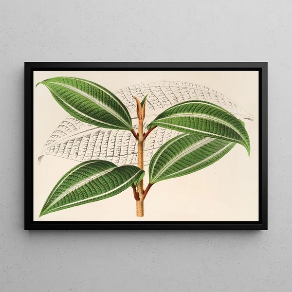 Miconia pulverulenta v trifasciata - Charles Antoine Lemaire — framed artwork on a wall