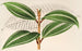 Miconia pulverulenta v trifasciata - Charles Antoine Lemaire — artwork view
