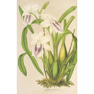 Miltonia cereola - Charles Antoine Lemaire — artwork view