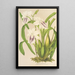 Miltonia cereola - Charles Antoine Lemaire — framed artwork on a wall