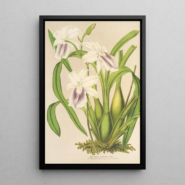 Miltonia cereola - Charles Antoine Lemaire — framed artwork on a wall