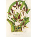 Miltonia cuneata - Charles Antoine Lemaire — artwork view