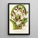 Miltonia cuneata - Charles Antoine Lemaire — framed artwork on a wall