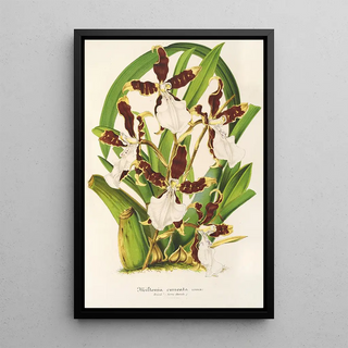 Miltonia cuneata - Charles Antoine Lemaire — framed artwork on a wall