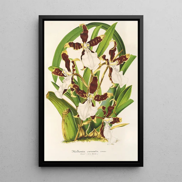 Miltonia cuneata - Charles Antoine Lemaire — framed artwork on a wall
