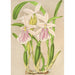 Miltonia rosea - Charles Antoine Lemaire — artwork view