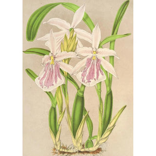 Miltonia rosea - Charles Antoine Lemaire — artwork view