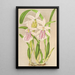 Miltonia rosea - Charles Antoine Lemaire — framed artwork on a wall