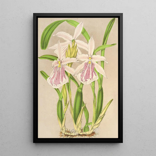Miltonia rosea - Charles Antoine Lemaire — framed artwork on a wall