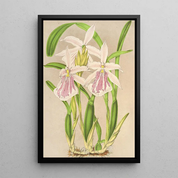 Miltonia rosea - Charles Antoine Lemaire — framed artwork on a wall