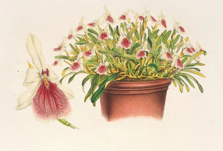 Miltonia spectabilis - Charles Antoine Lemaire — artwork view