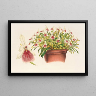 Miltonia spectabilis - Charles Antoine Lemaire — framed artwork on a wall
