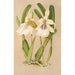 Miltonia spectabilis var virginalis - Charles Antoine Lemaire — artwork view