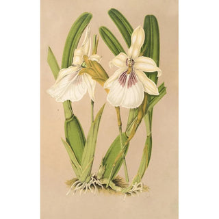 Miltonia spectabilis var virginalis - Charles Antoine Lemaire — artwork view