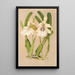 Miltonia spectabilis var virginalis - Charles Antoine Lemaire — framed artwork on a wall