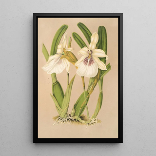 Miltonia spectabilis var virginalis - Charles Antoine Lemaire — framed artwork on a wall
