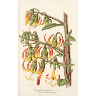 Reproduction of the painting Musschia Wollastoni - Charles Antoine Lemaire