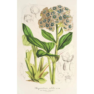 Myosotidium nobile - Charles Antoine Lemaire — artwork view