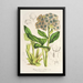 Myosotidium nobile - Charles Antoine Lemaire — framed artwork on a wall