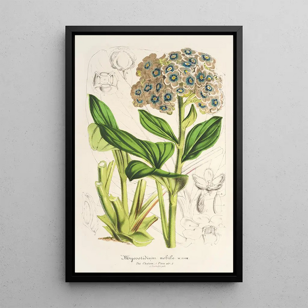 Myosotidium nobile - Charles Antoine Lemaire — framed artwork on a wall