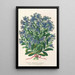 Reproduction of the painting Myosotis Empress Elisabeth semperflorens - Charles Antoine Lemaire