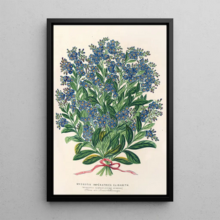 Reproduction of the painting Myosotis Empress Elisabeth semperflorens - Charles Antoine Lemaire