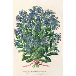 Reproduction of the painting Myosotis Empress Elisabeth semperflorens - Charles Antoine Lemaire