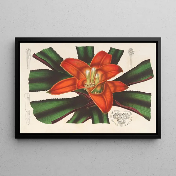 Nidularium Innocentii - Charles Antoine Lemaire — framed artwork on a wall