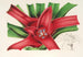 Nidularium Meyendorffii - Charles Antoine Lemaire — artwork view