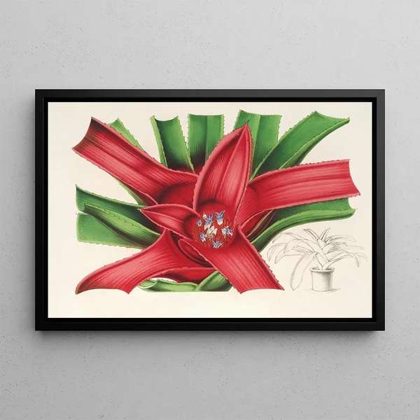 Nidularium Meyendorffii - Charles Antoine Lemaire — framed artwork on a wall