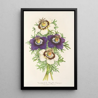 Reproduction of the painting Nigella hispanica varieties of the - Charles Antoine Lemaire