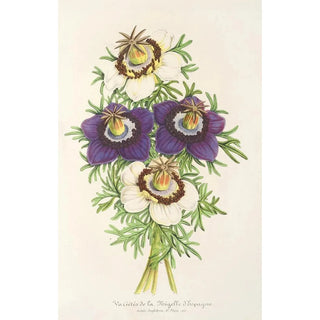 Reproduction of the painting Nigella hispanica varieties of the - Charles Antoine Lemaire