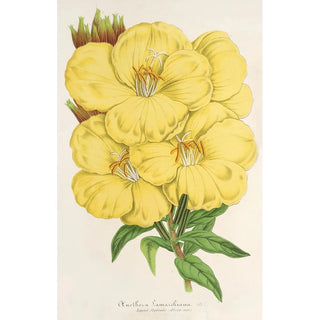 Oenothera lamarckiana - Charles Antoine Lemaire — artwork view