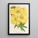 Oenothera lamarckiana - Charles Antoine Lemaire — framed artwork on a wall