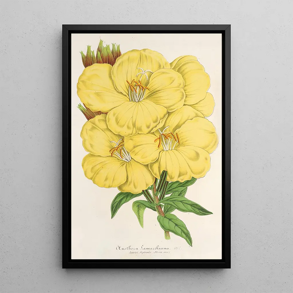 Oenothera lamarckiana - Charles Antoine Lemaire — framed artwork on a wall