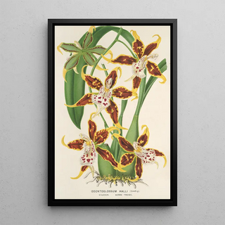 Reproduction of the painting Odontoglossum hallii - Charles Antoine Lemaire