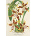 Reproduction of the painting Odontoglossum hallii - Charles Antoine Lemaire