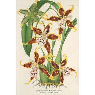 Reproduction of the painting Odontoglossum hallii - Charles Antoine Lemaire