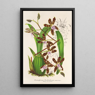 Reproduction of the painting Odontoglossum reichenheimii - Charles Antoine Lemaire
