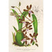 Reproduction of the painting Odontoglossum reichenheimii - Charles Antoine Lemaire