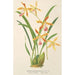 Odontoglossum wallisii - Charles Antoine Lemaire — artwork view